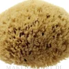 Natürlicher Meeresschwamm Honeycomb Sea Sponge 11.43 cm