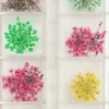 Set aus getrockneten Blumen für Nägel, 12 Farben